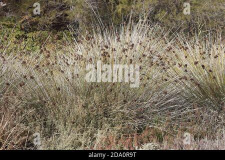Juncus acutus, der stachelige Ansturm, der scharfe Ansturm oder der scharfe Ansturm. Guadalhorce Naturschutzgebiet, Málaga, Andalusien, Spanien. Stockfoto