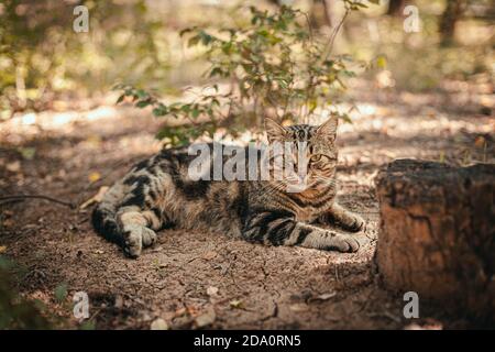 Wütend Erwachsene tabby Katze liegt auf dem grünen Gras. Sommer sonnigen Tag. Stockfoto