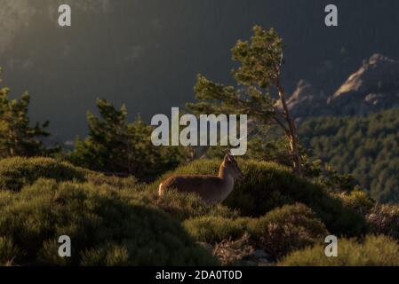 Einzelne wilde Bergziege steht auf grünen grasbewachsenen Hügel in hochland im Sommer Tag Stockfoto