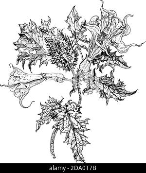 Datura stramonium, Thorn Apfel oder Teufelsschnalle. Handgezeichnete detaillierte Vektor botanische Illustration, T-Shirt-Print, Tattoo-Design im Dotwork-Stil Stock Vektor