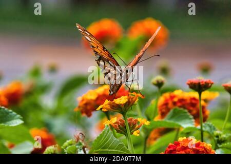 Leicht links von der Mitte Kopf auf Blick auf einen bunten Golf fritellary Schmetterling Fütterung. Stockfoto