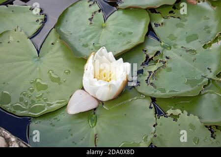 Nahaufnahme einer weißen Seerose, die auf der Oberfläche eines Teiches schwimmt. Stockfoto