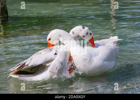 Weiße Ente schwimmend im Teich. Weiße Enten putzen und spielen sich gegenseitig. Hochwertige Fotos Stockfoto