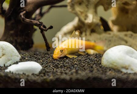 Yellow chinese Algaey Eater - Gyrinocheilus in Aquarium Reinigung Boden Des Tanks Stockfoto