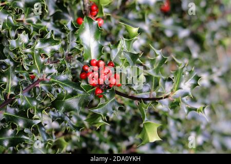 Leuchtend rote Stechpalme (Llex aquifolium) Beeren im herbstlichen Sonnenlicht Stockfoto