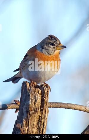 Nahaufnahme weibliche Brambling Fringilla montifringilla in einem Garten Stockfoto