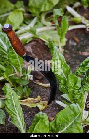 Hoher Winkel der scharfen Absackhaken in der Erde mit grün Salat wächst auf dem Bauernhof im Dorf Stockfoto