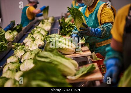 Nicht erkennbare Personen in Uniform stehen am Sortierband und arbeiten Mit frischem Napa-Kohl auf der landwirtschaftlichen Pflanze Stockfoto