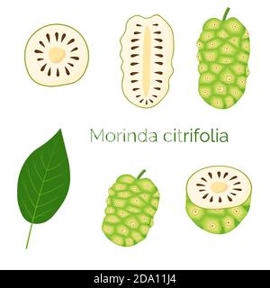 Set aus Morinda citrifolia, Noni Frucht, Superfood, isoliert auf weißem Hintergrund. Bio gesunde Lebensmittel. Vektorgrafik Cartoon-Illustration. Stock Vektor