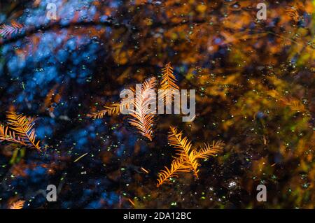 Orange Morgendämmerung Redwood Nadeln und Flecken von Entenkraut schwimmend in der natürlich öligen Wasser, das die orangefarbenen Bäume reflektiert. Stockfoto