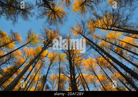 Blick auf hohe dunkle Baumstämme und eine leuchtend orange Baumkrone vor einem tiefblauen Himmel, im Wald bei Rogie Falls, Scottish Highlands, Großbritannien. Stockfoto