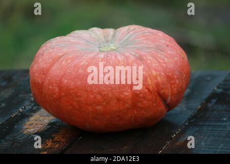 Ein orangefarbener Kürbis liegt an einem Herbsttag draußen auf einem Holztisch auf grünem Hintergrund. Erntedankfest. Halloween. Stillleben mit orangefarbenem Kürbis. Stockfoto