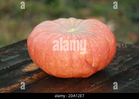 Ein orangefarbener Kürbis liegt an einem Herbsttag auf einem Holztisch, nass nach dem Regen. Erntedankfest. Halloween. Stockfoto