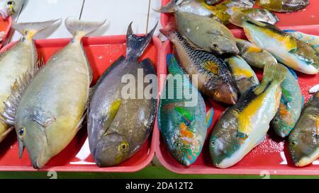 Viele kleine Fische zum Verkauf. Fish shop. Verschiedene Fisch auf den Tisch. Stockfoto