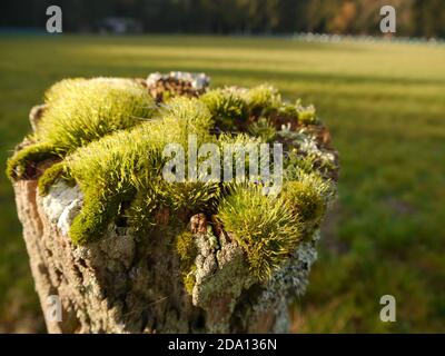 Moosig bewachsene Holzstange Stockfoto