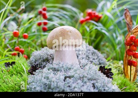 Im Moos wächst ein kleiner weißer Pilz. Selektiver Fokus Stockfoto