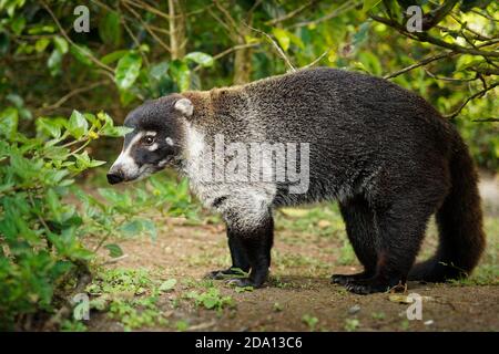 Weiße Nase Nasenbär - Nasua narica, bekannt als das coatimundi, Mitglied der Familie Procyonidae (Waschbären und ihre Verwandten). Lokale spanische Namen für Th Stockfoto