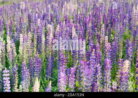 Lupin blühen Blumen. Ein Feld von lupinen. Violett und Rosa Lupine in der Wiese. Bunter Haufen von lupinen Sommerblume Hintergrund oder Grußkarte. Stockfoto