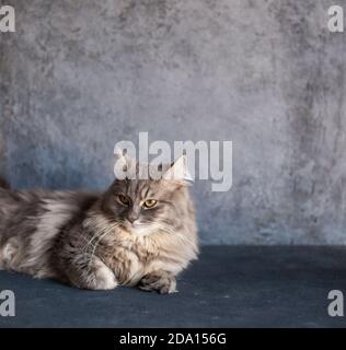 Schöne flauschige wollig zottelig gestreifte graue Hauskatze mit gelben Augen auf dunklem Hintergrund sitzen. Bild für Tierkliniken. Selektiver Fokus. Stockfoto