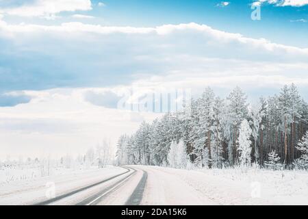 Schneebedeckter Kiefernwald In Der Nähe Von Countryside Road. Frosted Trees Frozen Trunks Woods Im Winter Snowy Nadelwald Landschaft In Der Nähe Country Road Stockfoto