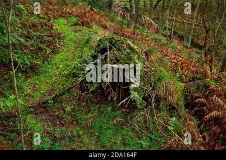 Verworrene Äste, Brambles und dichtes Unterholz in BlackA Plantation, einem alten Waldgebiet in der Nähe von Sheffield. Stockfoto