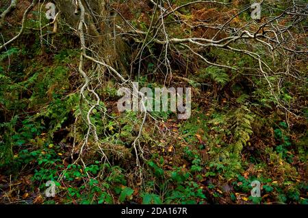 Verworrene Äste, Brambles und dichtes Unterholz in BlackA Plantation, einem alten Waldgebiet in der Nähe von Sheffield. Stockfoto