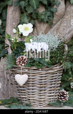 Weiße Cyclamen, helleborus niger und Kissenbusch im Korb als Wintergartendekoration Stockfoto