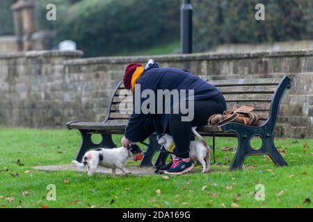 Eine große übergewichtige Dame auf einer Bank mit zwei kleinen Hunden oder Terrier auf Leine sitzend, Stockfoto