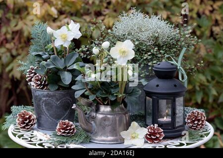 Wintergartendekoration mit helleborus niger in Topf und Jahrgang Laterne Stockfoto