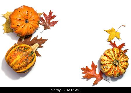Kürbisse oder Futterkürbisse und bunte Herbstblätter auf weißem Hintergrund mit Kopierraum in der Mitte, Hochwinkelansicht von oben, ausgewählt Stockfoto