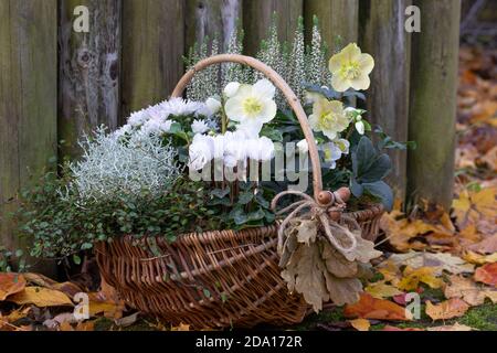 Weiße Cyclamen, helleborus niger und Kissenbusch im Korb im Herbstgarten Stockfoto