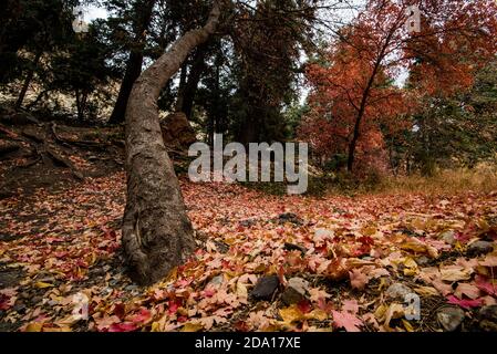 Herbst Blätter und Boden Detail, nach all der magischen Farbe der bunten Bäume, seine Zeit, um "nach unten schauen" und sehen, was die Natur bietet. Stockfoto