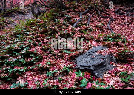 Herbst Blätter und Boden Detail, nach all der magischen Farbe der bunten Bäume, seine Zeit, um "nach unten schauen" und sehen, was die Natur bietet. Stockfoto