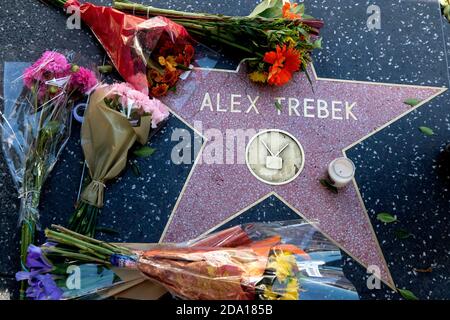 Los Angeles, Kalifornien, USA. November 2020. Blumen werden am Star von Alex Trebek auf dem Hollywood Walk of Fame, Sonntag, 8. November 2020, in Los Angeles platziert. "Jeopardy"-Gastgeber Alex Trebek, der seit einigen Jahren gegen Bauchspeicheldrüsenkrebs kämpft, starb heute im Alter von 80 Jahren in Los Angeles. Kredit: Ringo Chiu/ZUMA Wire/Alamy Live Nachrichten Stockfoto