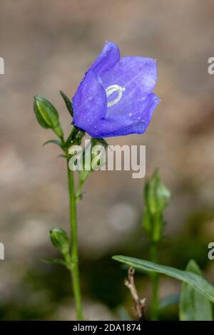 Papier Glockenblume (Campanula persicifolia) mit Tau bedeckt Stockfoto