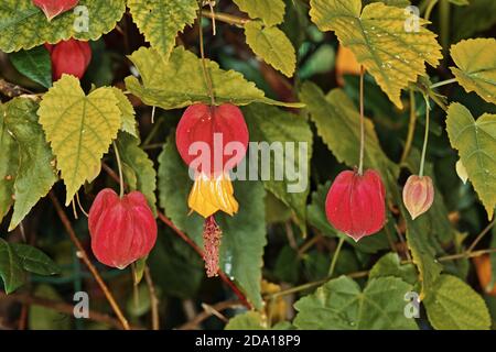 Blüten und Blätter von blühendem Ahorn, Abutilon megapotamicum, Malvaceae Stockfoto