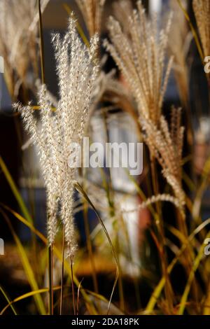 Ziergras (Miscanthus?), ausgetrocknet und glühend in der späten Herbstsonne in einem Glebe-Garten, Ottawa, Ontario, Kanada. Stockfoto