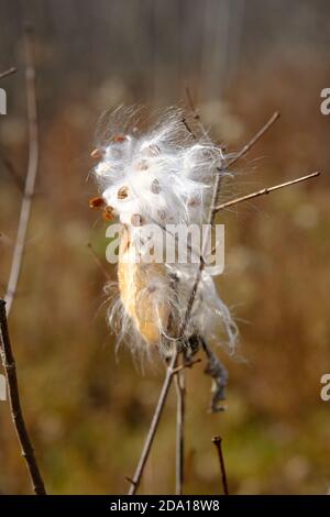 Samen, die aus einem Follikel hervorgehen - Gemeine Milchkrautpflanze (Asclepias syriaca), die im Wind weht und Samen streut. Ottawa, Ontario, Kanada. Stockfoto