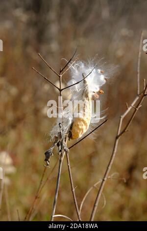 Samen, die aus einem Follikel hervorgehen - Gemeine Milchkrautpflanze (Asclepias syriaca), die im Wind weht und Samen streut. Ottawa, Ontario, Kanada. Stockfoto