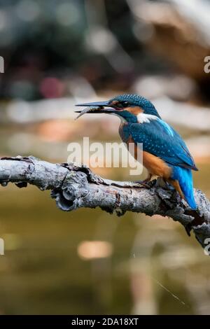 Gewöhnlicher Eisvogel oder Alcedo atthis auf Zweig thront Stockfoto