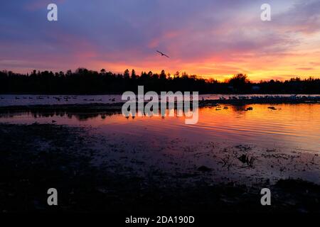 Spätherbst spektakulärer Sonnenuntergang (sich ausbreitend wie ein blauer Fleck :) über Dow's Lake, Ottawa, Ontario, Kanada Stockfoto