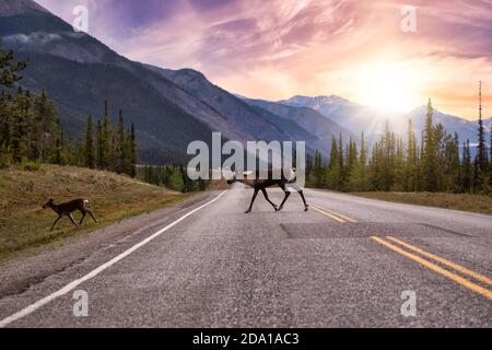 Cariboo Familie zu Fuß auf einer malerischen Straße während einer bewölkten Sonnenaufgang am Morgen Stockfoto