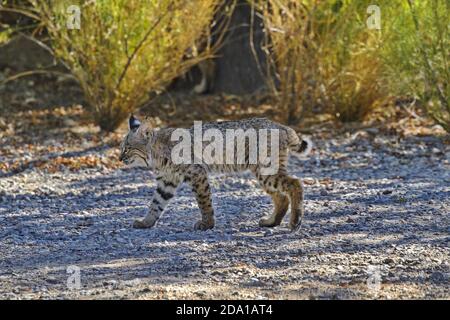 Herbstmorgen findet wilde Bobcat heraus für einen Spaziergang auf dem Pfad in Sweetwater Wetlands in Tucson, Arizona. Stockfoto