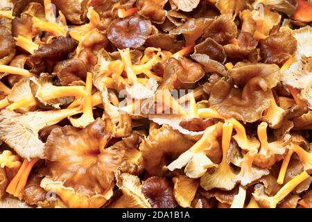 Waldpilze, Winterpfifferlinge (Craterellus tubaeformis) in einer Pfanne im Herbst. Stockfoto