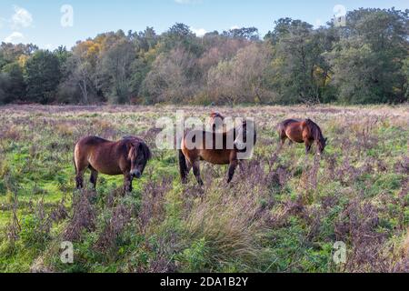 Exmoor Ponys in Knettishall Heath, Suffolk, UK, im Herbst. Stockfoto