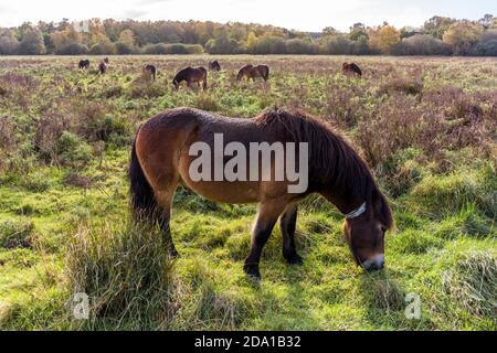 Exmoor Ponys in Knettishall Heath, Suffolk, UK, im Herbst. Stockfoto