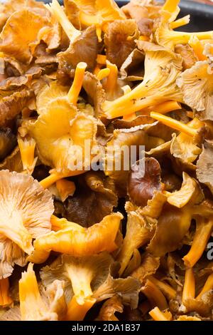 Waldpilze, Winterpfifferlinge (Craterellus tubaeformis) in einer Pfanne im Herbst. Stockfoto