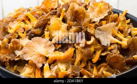 Waldpilze, Winterpfifferlinge (Craterellus tubaeformis) in einer Pfanne im Herbst. Stockfoto