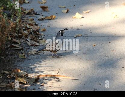 Schöner männlicher California Quail in einer Auffahrt, Pine Mountain Lake, Kalifornien. Stockfoto