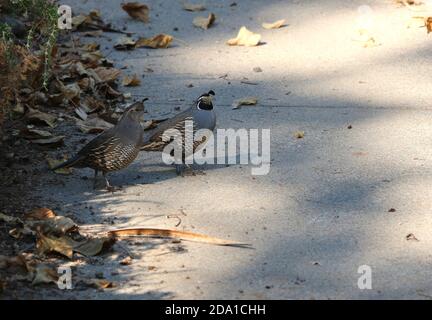 Schöner männlicher California Quail in einer Auffahrt, Pine Mountain Lake, Kalifornien. Stockfoto